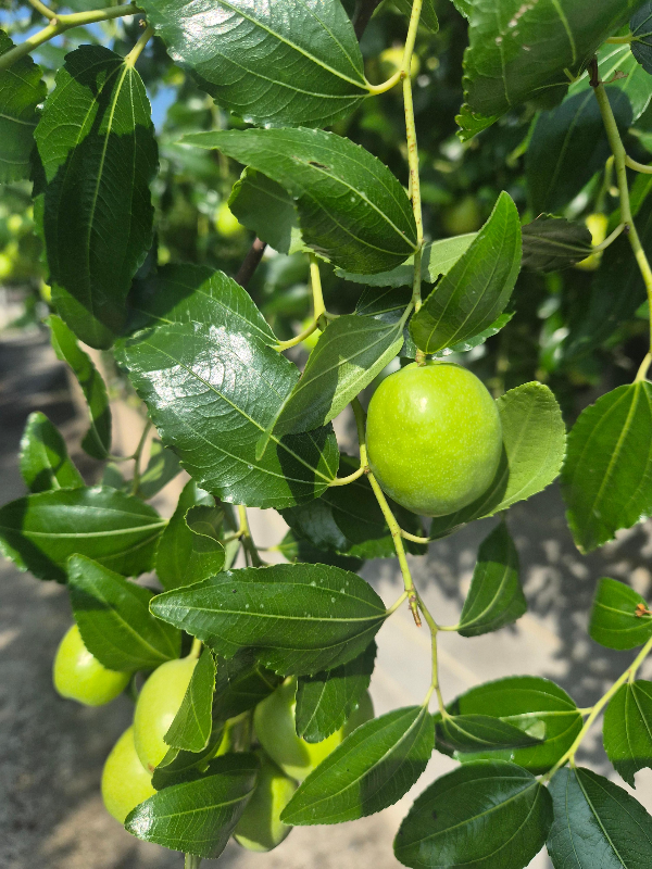 대추나무 열매 한개 클로즈업