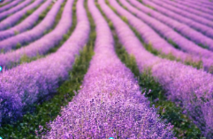 포천 허브아일랜드 라데봄축제