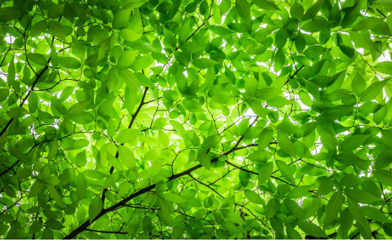 초록색이 주는 편안함과 생명력