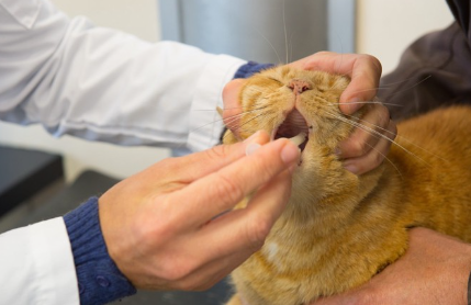 입을 검사받는 고양이.