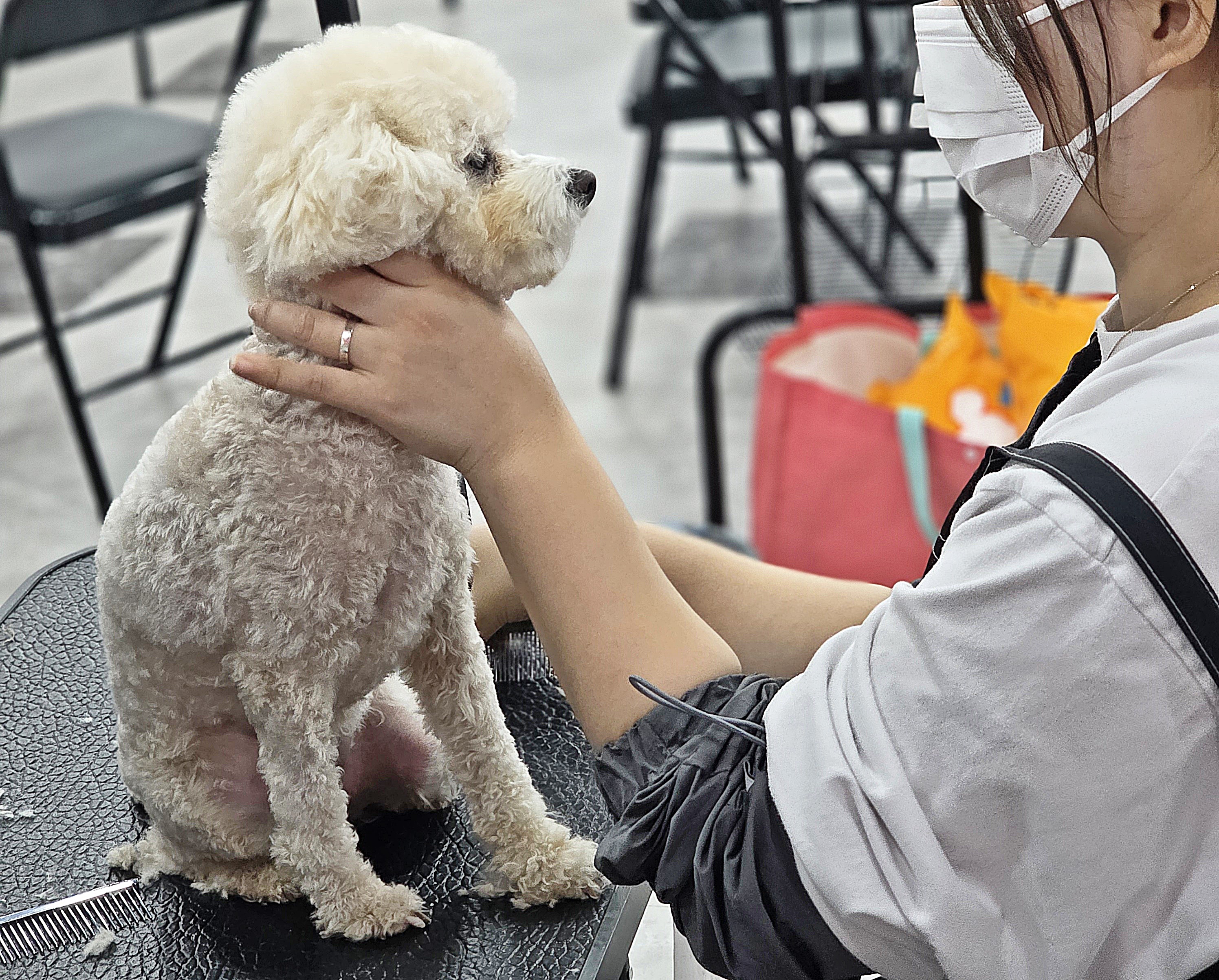 대전강아지미용학원