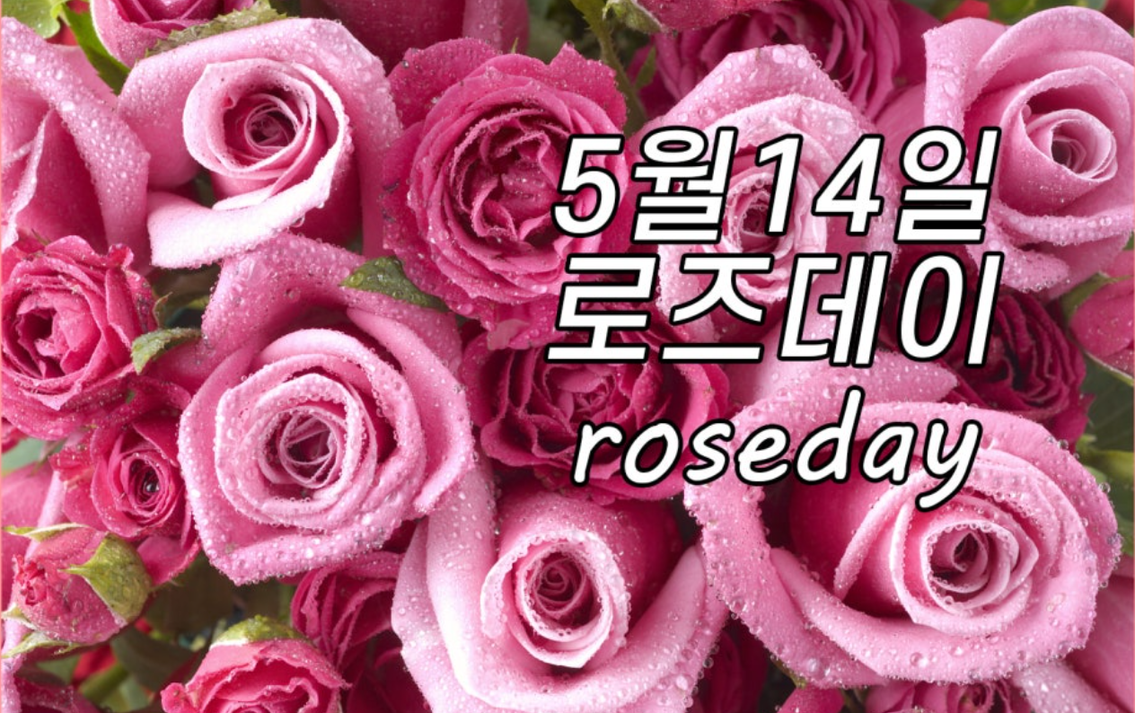 로즈데이 관련 사진