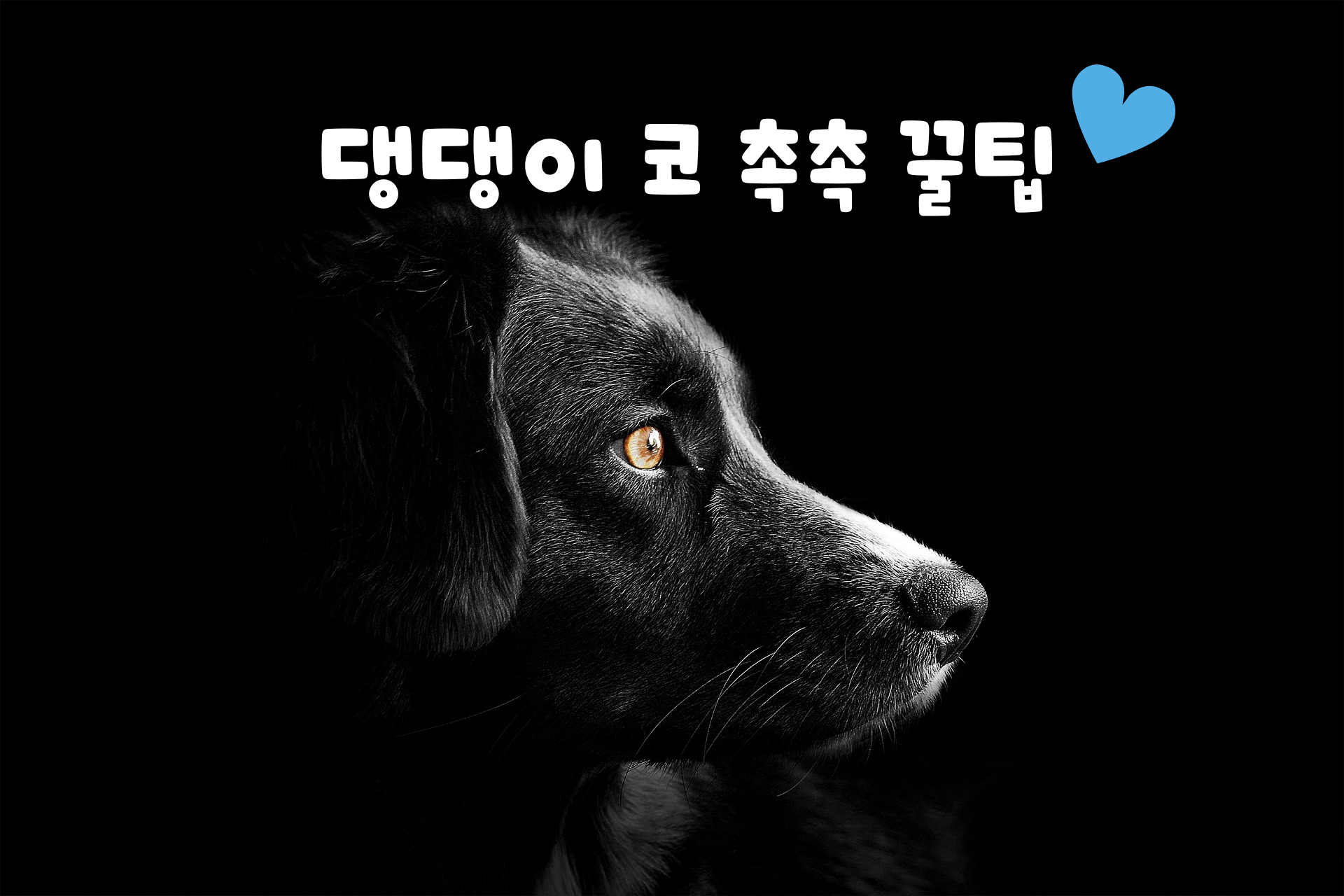 강아지 코 건조할때