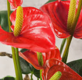 안스리움 관리법 알아보기