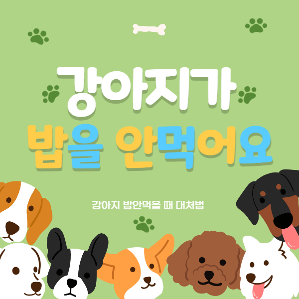 강아지_밥안먹을때