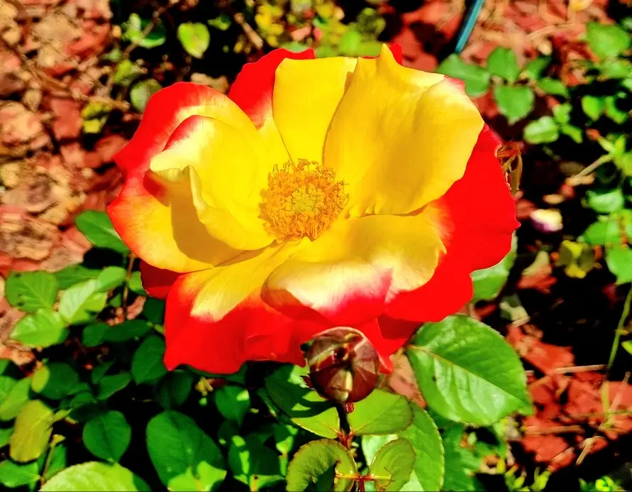 김포 한강신도시 호수공원: 장미의 계절&amp;#44; 발길을 잡는 풍경