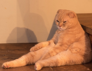 스코티시 앉아 있는 스코티시