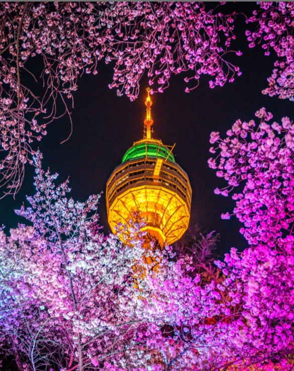 이월드 블라썸 벚꽃축제