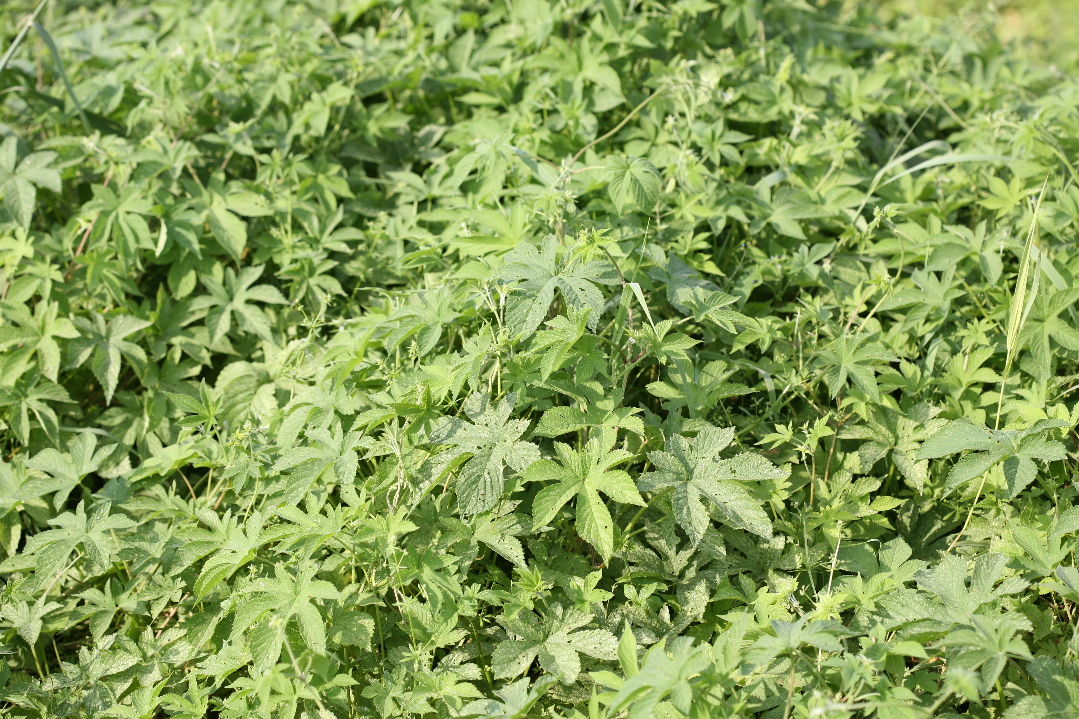 환삼덩굴 (출처 : 국림생물자원관)