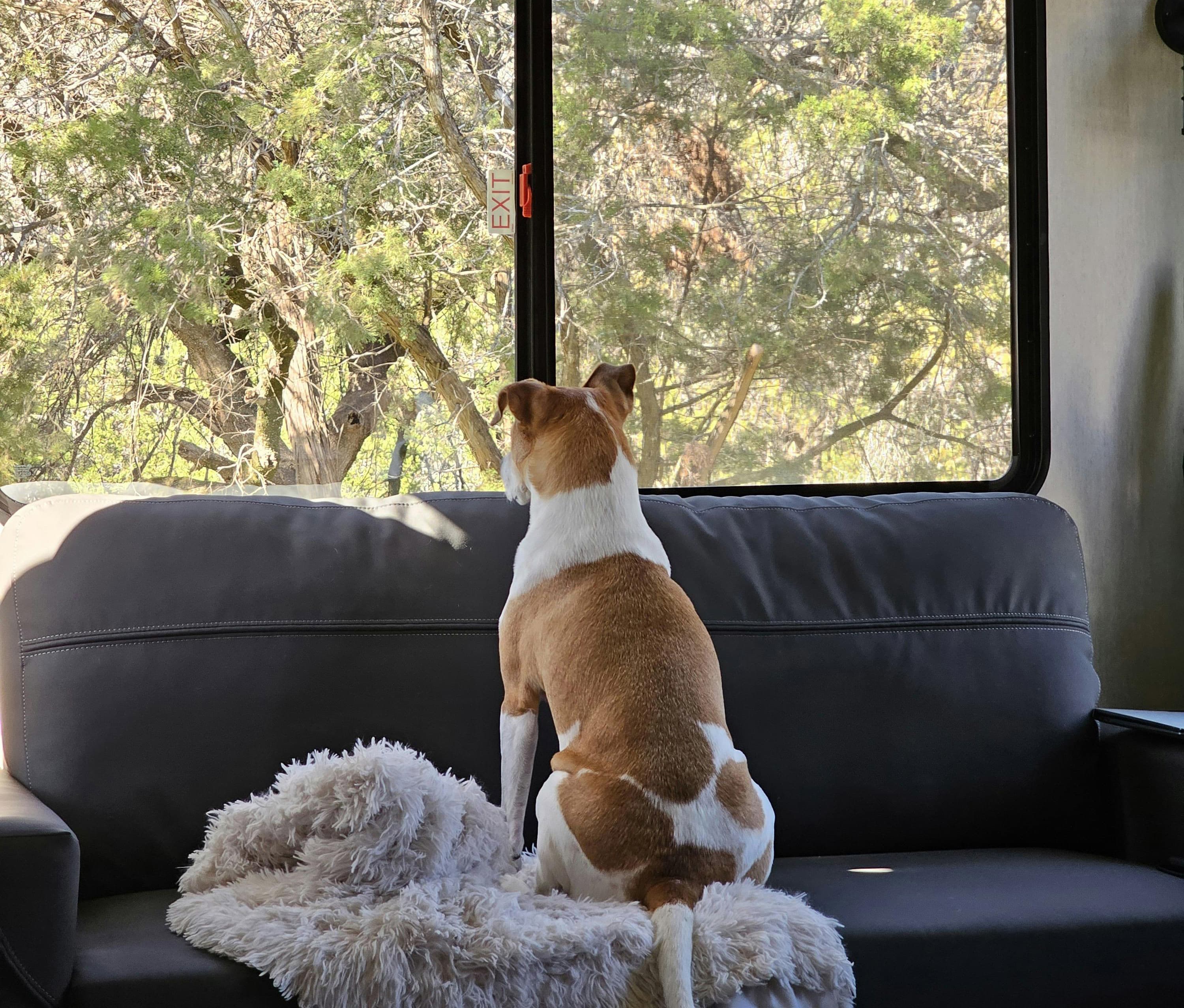 강아지가 등을 돌리고 앉는 행동의 사회적 의미