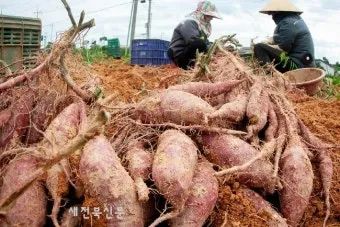 &amp;quot;고구마