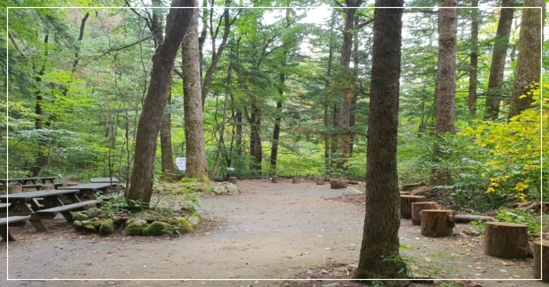 평창 가볼만한곳 베스트10 월정사 전나무숲길(오대산)