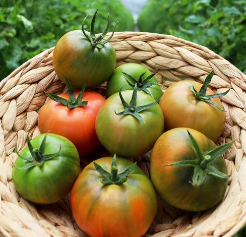 대저 토마토 짭짤이 부산 가격비교 활용법 구입요령