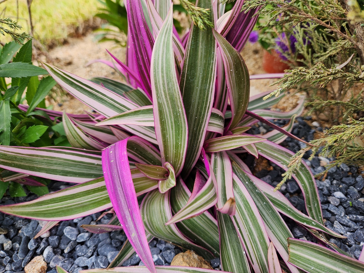 자주만년청(부자란)