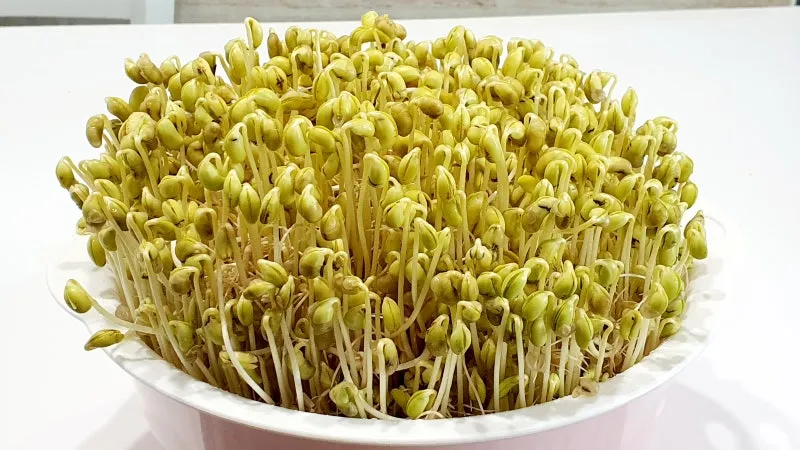 콩나물 재배 콩 불리기 온도 유지 깨끗한 세척_1