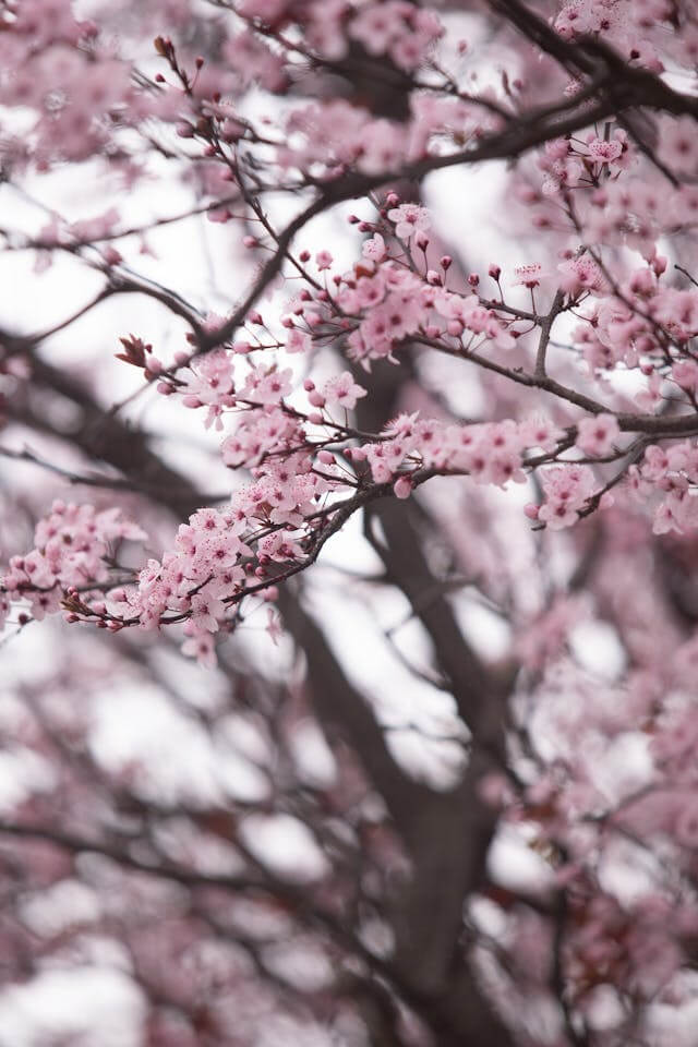 봄 꽃 관련 사진