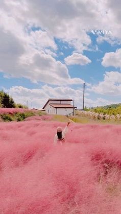푸른-하늘과-멀리-갈색-지붕의-하얀집을-배경으로-옅은=보라색-핑크뮬리가-한가득-멋있게-피어있는-모습