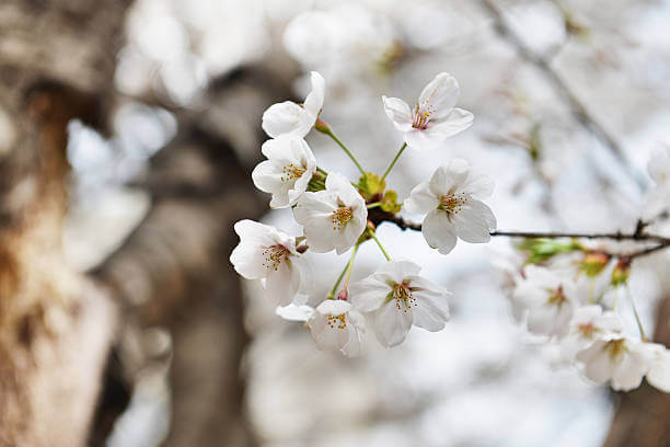 3월 봄꽃 축제 하는곳 봄꽃 여행지