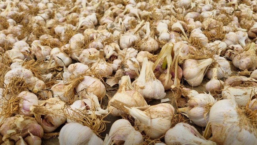 오늘N 이 맛에 산다 부안 부건농장 직거래 농산물 절임배추 고추가루 김장김치재료