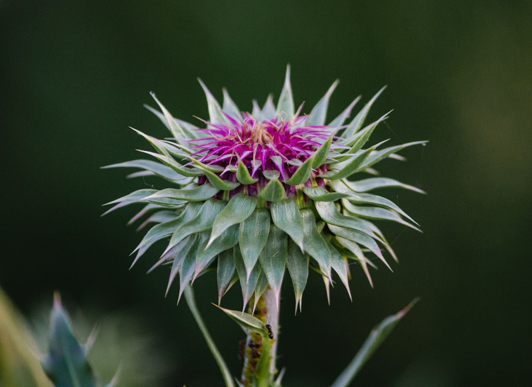 Milk Thistle