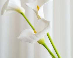 카라꽃 이미지 사진