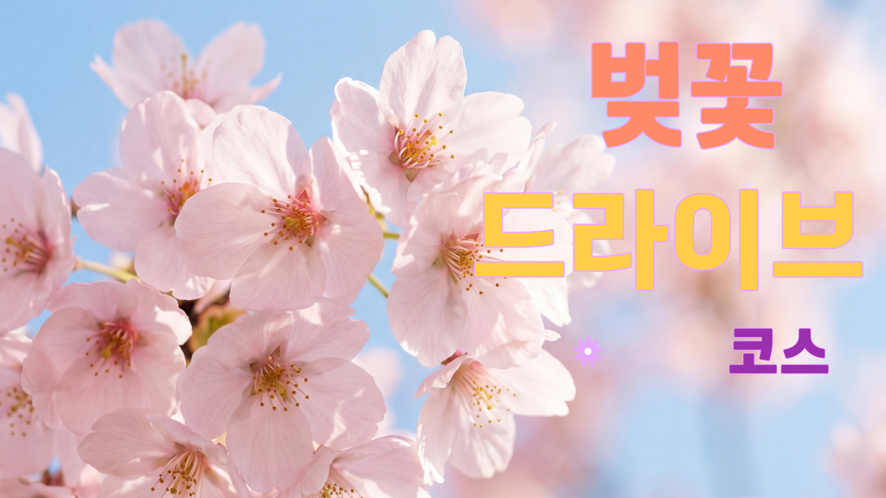 벚꽃 드라이브 코스 추천 BEST