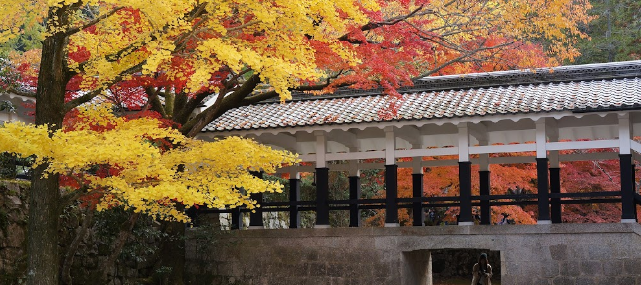 오사카 & 교토 단풍 여행장소 추천 BEST 08 일본 단풍시기 실시간 지도 2022