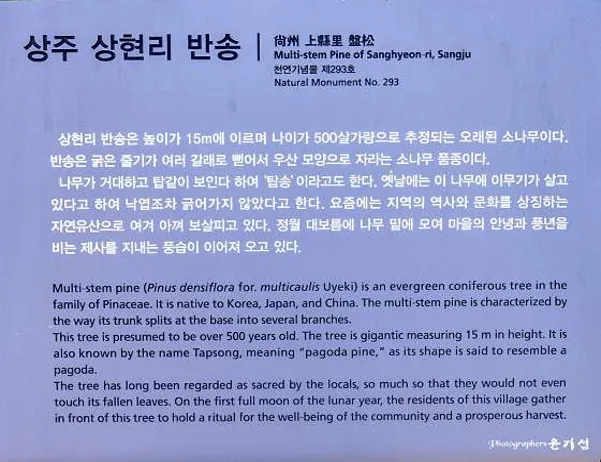 상주상현리반송