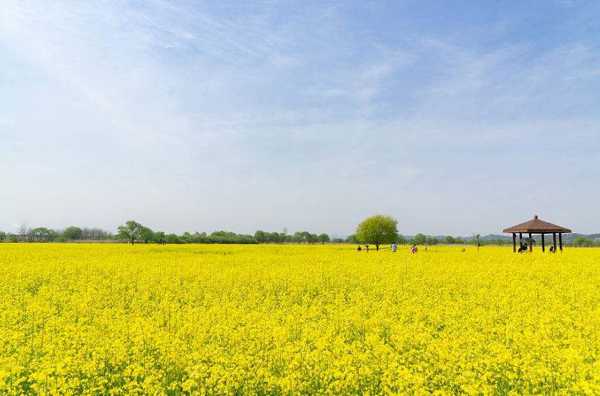 부여 세도 유채꽃