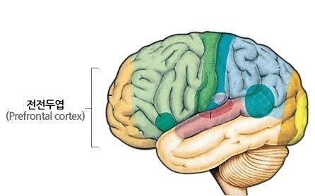 전전두엽