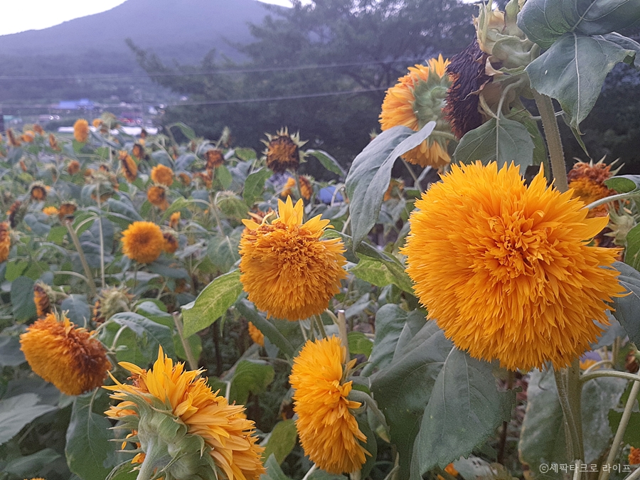 해바라기
