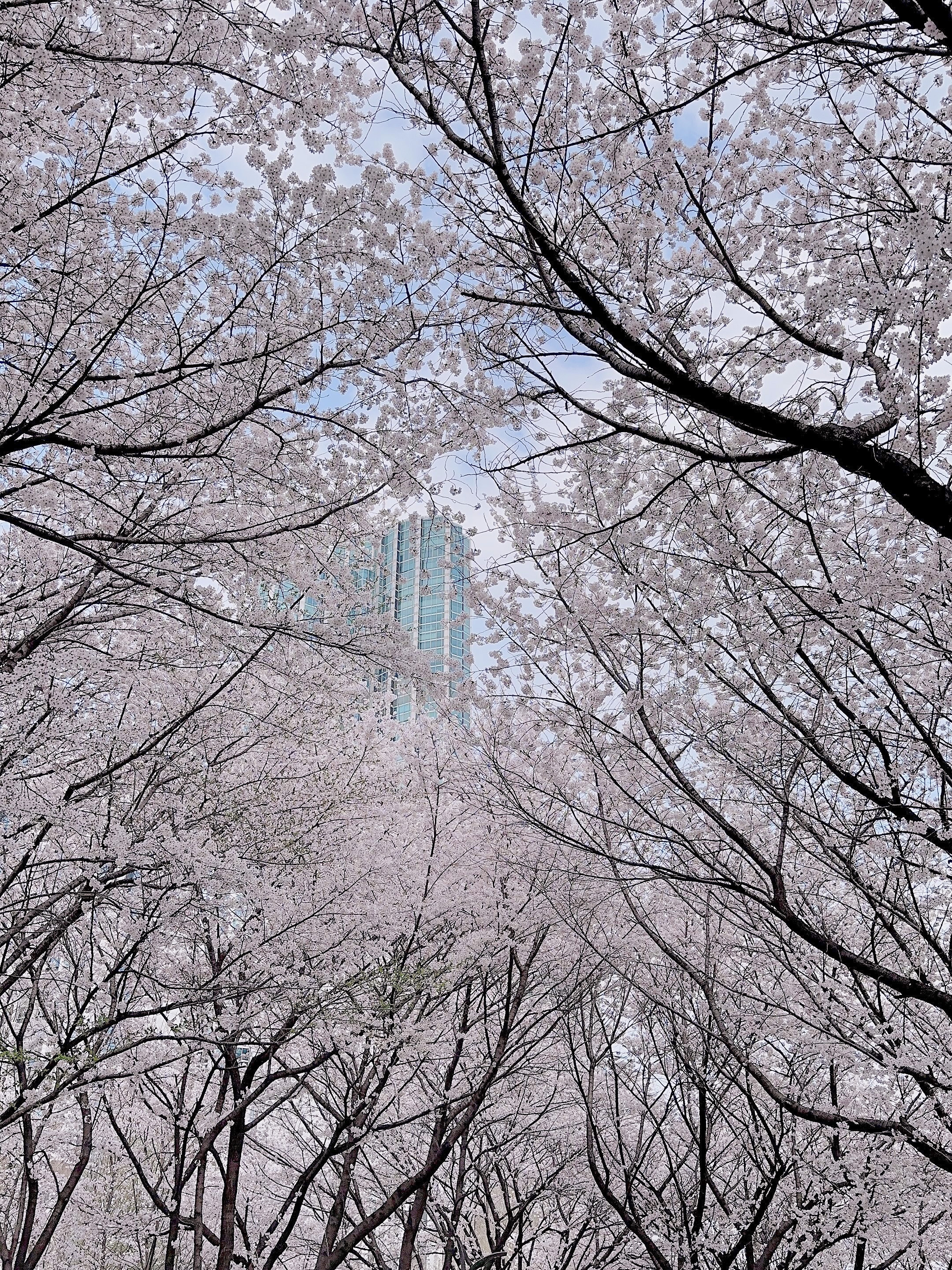 2025 벚꽃 개화시기 벚꽃데이트