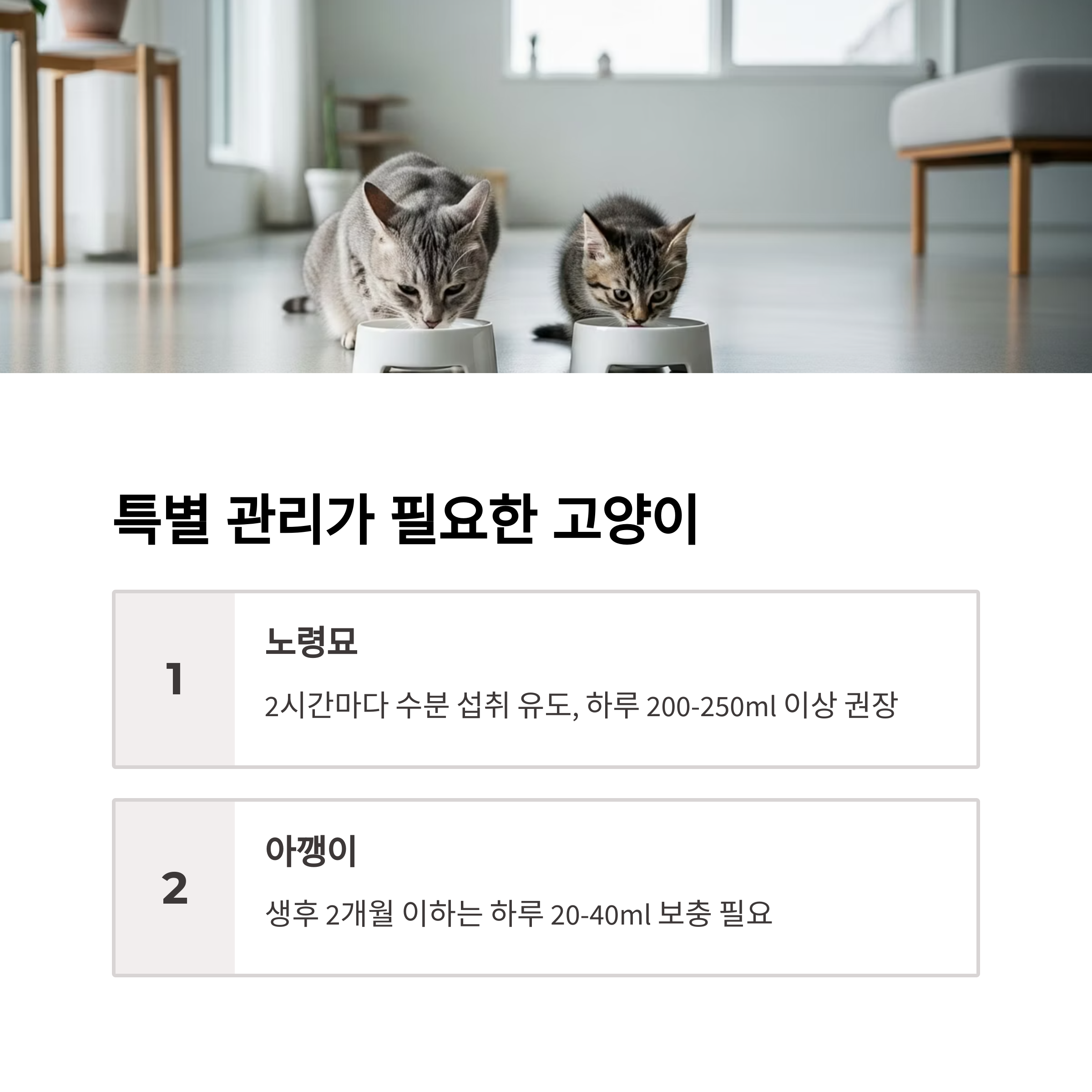 특별 관리가 필요한 고양이