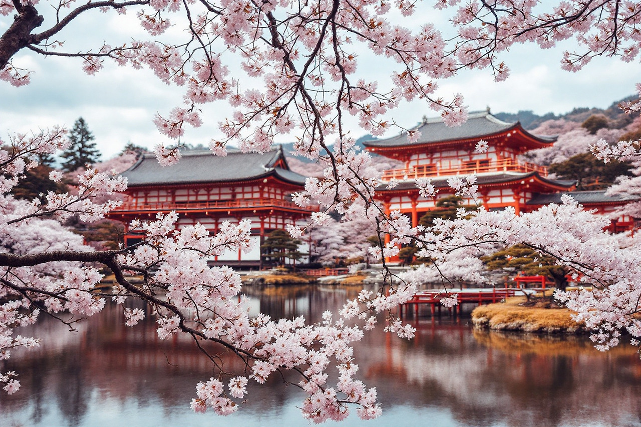 아름답게 만개한 벚꽃