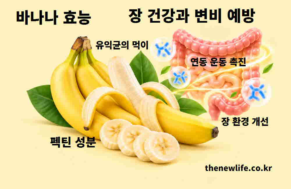바나나 효능 장 건강 변비 예방