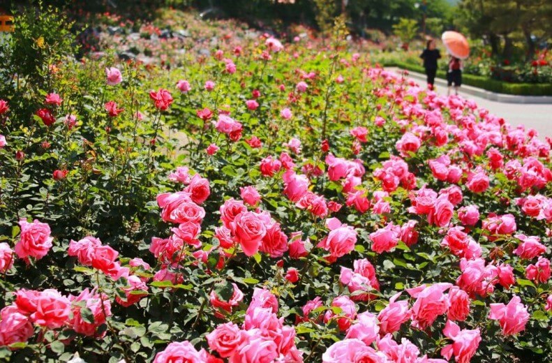 2025 삼척 장미축제: 천만 송이 장미와 함께하는 봄날의 향연! 삼척 장미축제 일정 가이드!!