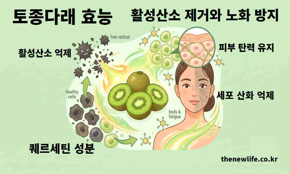 토종다래 효능 활성산소 제거 노화 방지