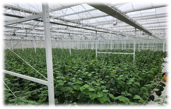 스마트팜혁신밸리 신청자격 우대사항 가산점(스마트팜코리아)