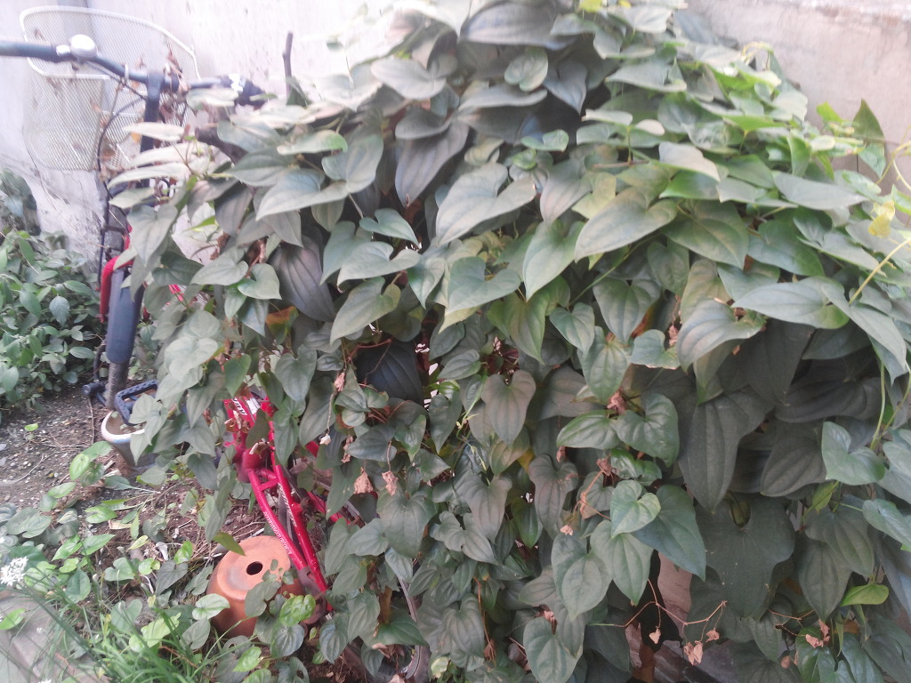 산마 열매 씨앗