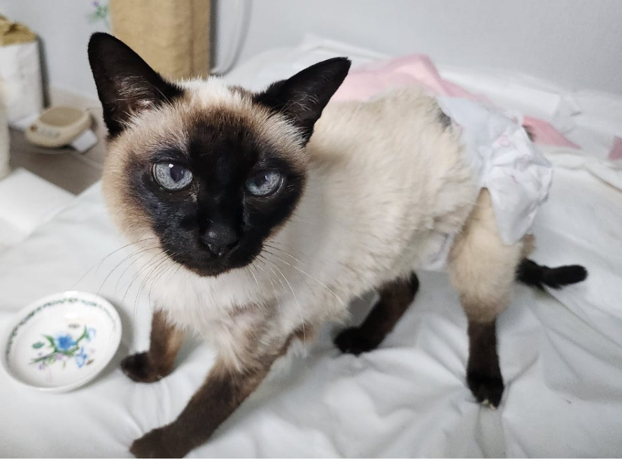 치매 고양이를 위한 안전한 공간 만들기