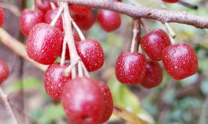 보리수열매 효능 4가지