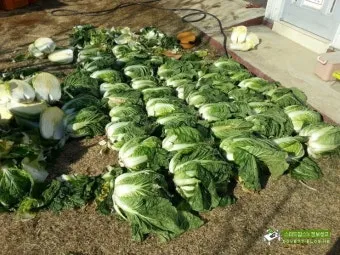 김장 배추 재배 파종 모종 웃거름 결구 수확 타이밍_20