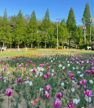 꼭 가야하는 축제 BEST 5곳