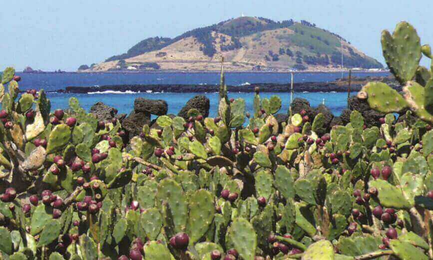 월령선인장자생지