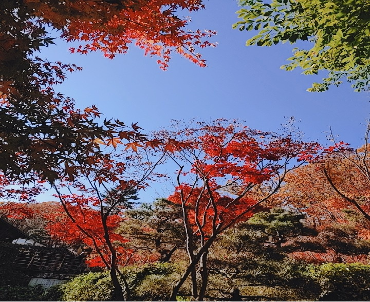 2024 화담숲 가을 단풍