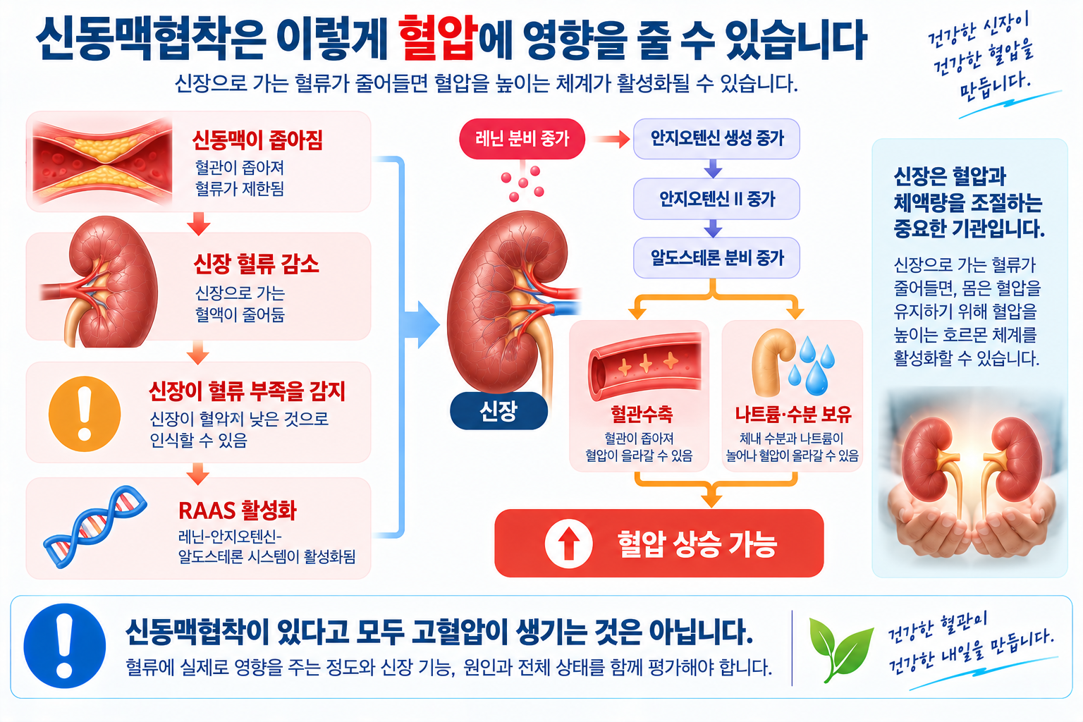 신장 관류 저하와 레닌·안지오텐신·알도스테론 체계를 단순화한 그림