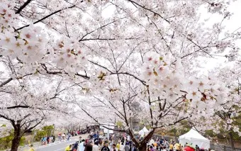 서울 벚꽃 명소 추천 베스트10_37