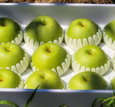 전북 익산의 프리미어 농짱 그린시스 배