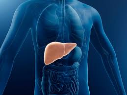 지방간 없애는 방법