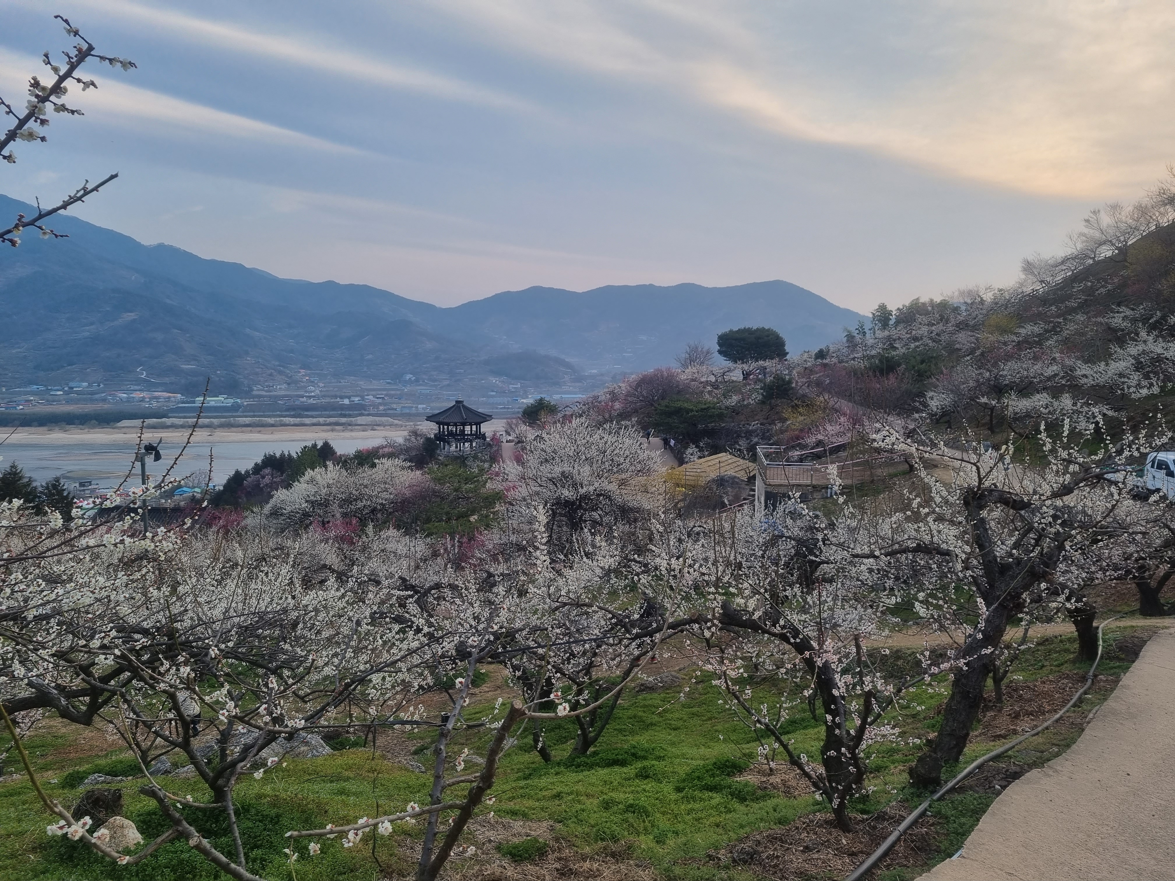 광양 매화마을 사진('24.3.14)